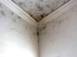 Best Mold Documentation for Insurance Claims  in Columbia, KY