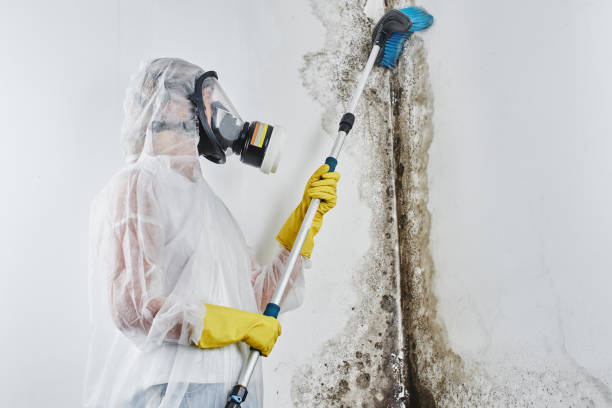 Mold Removal for HVAC Installations in Columbia, KY