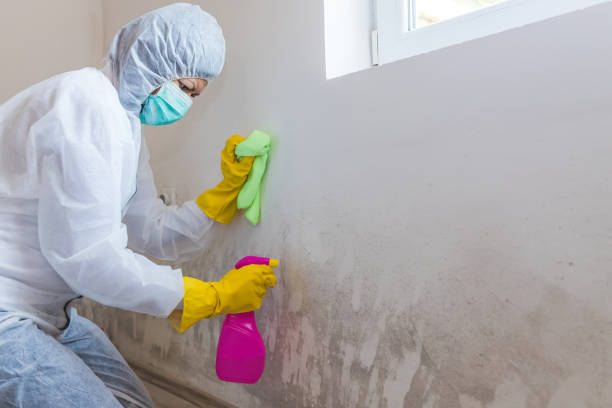 Best Environmental Consulting for Mold Prevention  in Columbia, KY